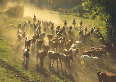 Wranglers bringing in horses.