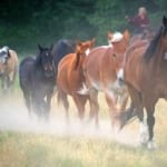 7d Ranch - Horses running across a field.