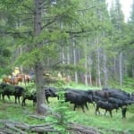 The Hideout Lodge & Guest Ranch - cattle being herded through a forest.