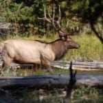 R Lazy S Ranch - Elk in the woods.