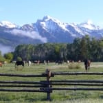 R Lazy S Ranch - horses grazing on the ranch grounds.