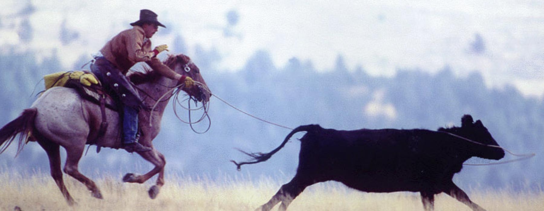Rancher roping a cow.