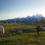Triangle X Ranch - horses grazing.