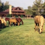Vee Bar - horses grazing on the ranch lawn.