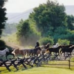 Vee Bar - horses galloping near the stable pens.
