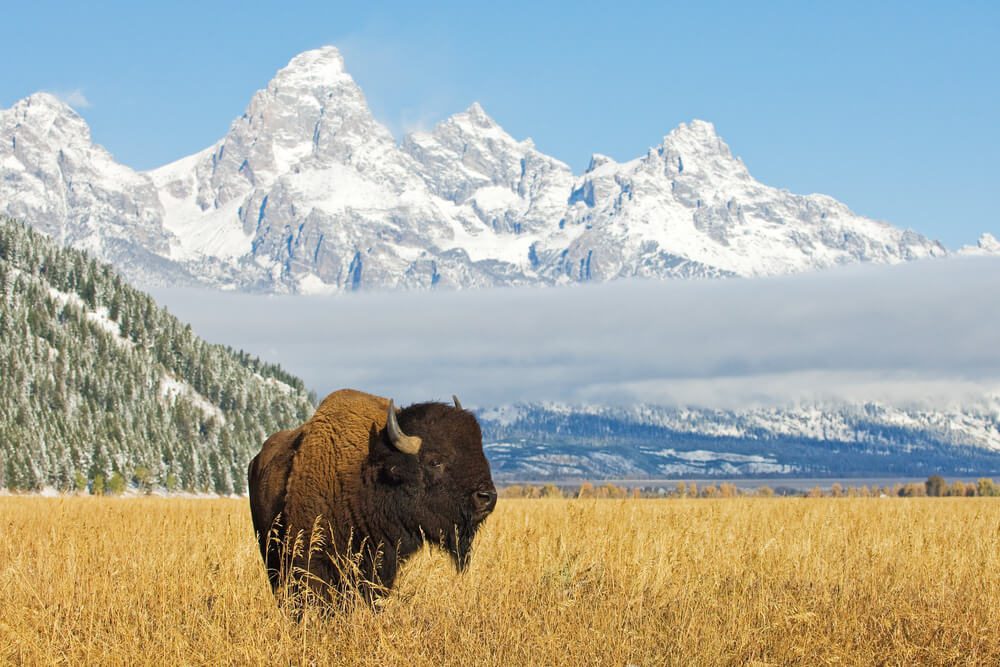 Photo of bison in the mountains one of the most common Wyoming wildlife sightings