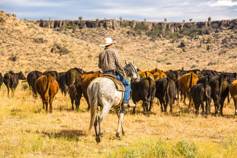 Photo of a person on a horse with cows in the background during working cattle ranch vacations