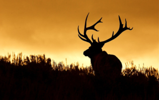 Silhouette of elk: Wyoming hunting vacation at dude ranches
