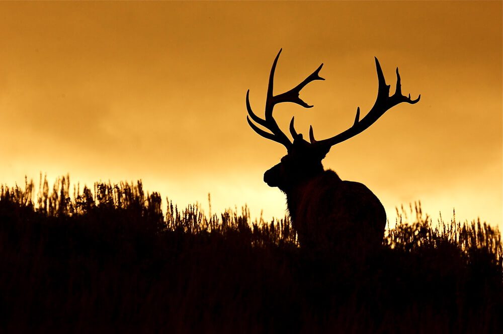 Silhouette of elk: Wyoming hunting vacation at dude ranches