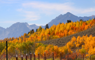 Wyoming fall foliage views in the mountains