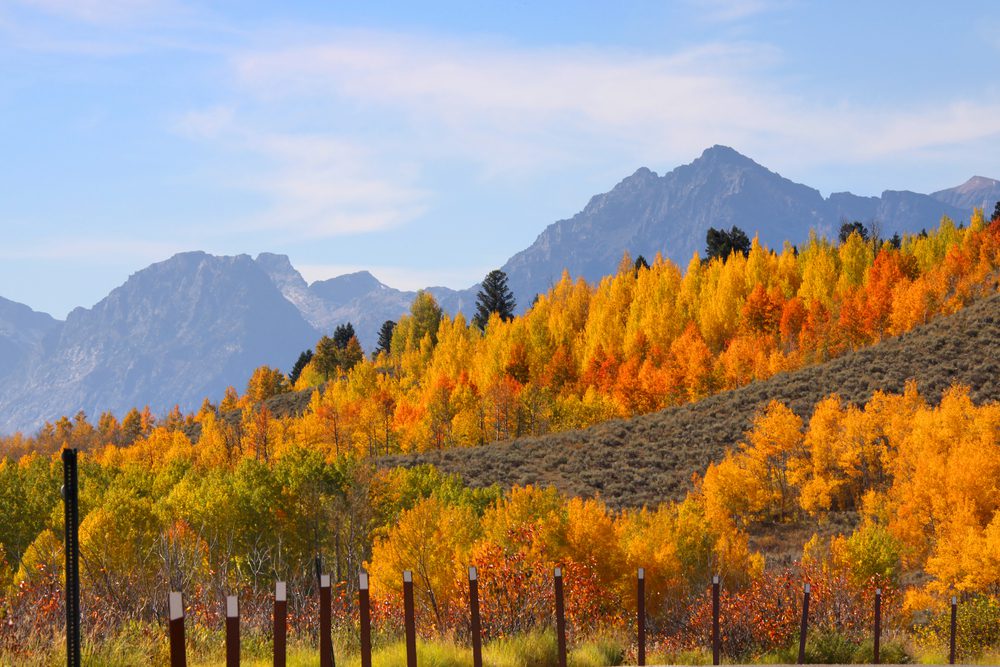 Wyoming fall foliage views in the mountains