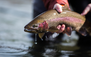angler holding trout while fishing in Wyoming