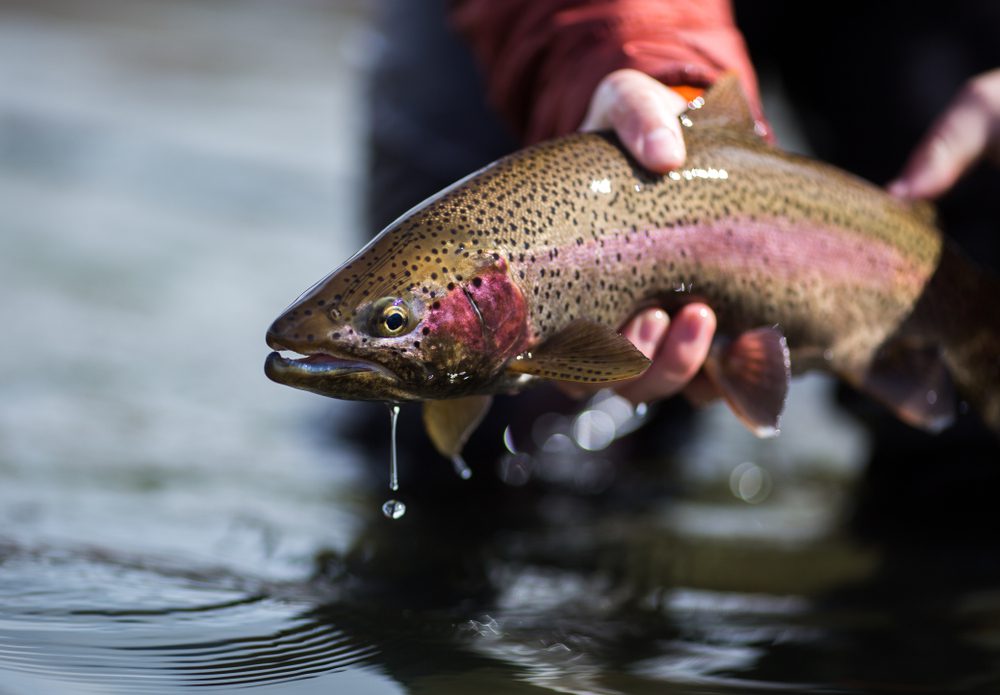 angler holding trout while fishing in Wyoming