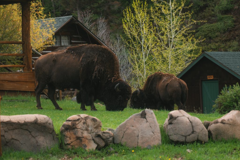 Crossed Sabres Ranch - Bison by the cabins